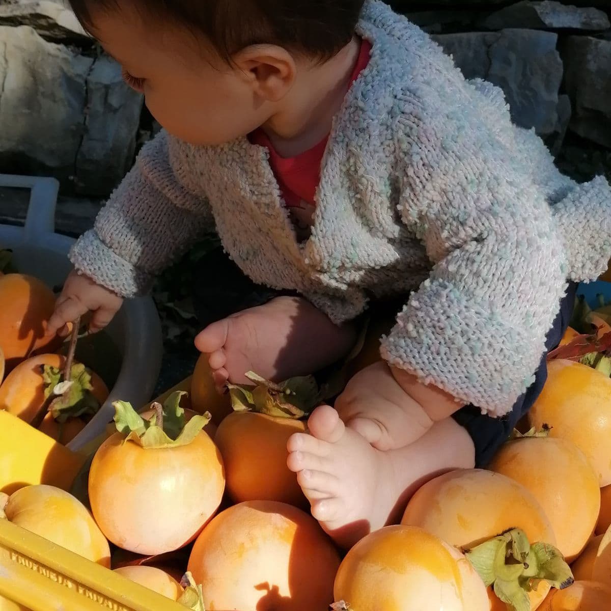 Azienda Agricola Biologica Tenuta Frascanera