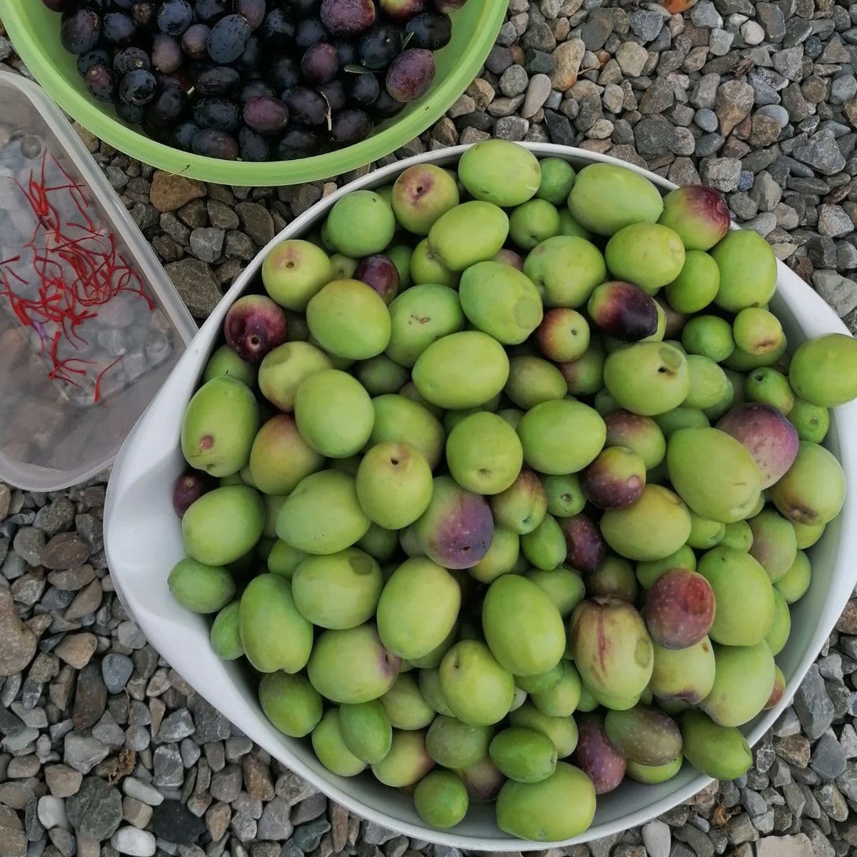 ulivicoltura Appennino Emiliano